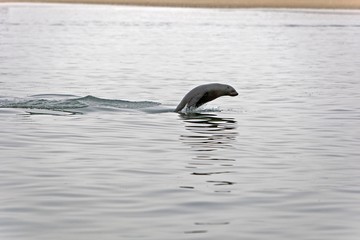 South African Fur Seal, arctocephalus pusillus, Female playing in Ocean, Cape Cross in Namibia