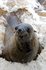 Naklejka premium South African Fur Seal, arctocephalus pusillus, Female playing in Waves, Cape Cross in Namibia