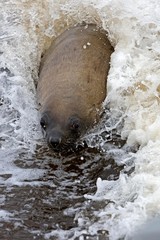 South African Fur Seal, arctocephalus pusillus, Female playing in Waves, Cape Cross in Namibia