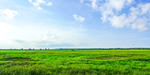 green field and blue sky lanscape background panorama