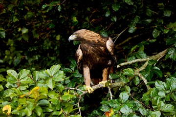 Golden Eagle, aquila chrysaetos, Adult standing on Branch