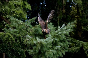 Golden Eagle, aquila chrysaetos, Adult in Flight, Taking off Fron Tree