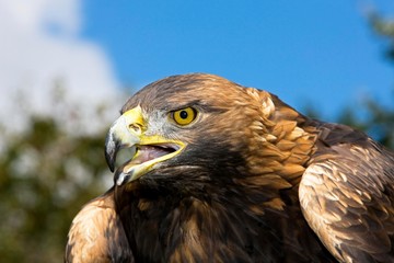 Golden Eagle, aquila chrysaetos, Portrait of Adult calling