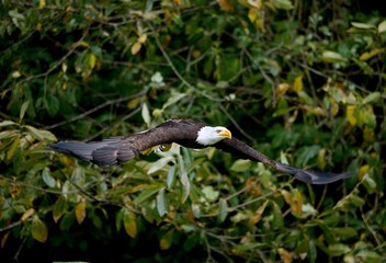 Bald Eagle, haliaeetus leucocephalus, Adult in Flight
