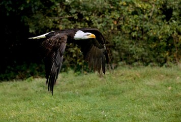 Bald Eagle, haliaeetus leucocephalus, Adult in Flight
