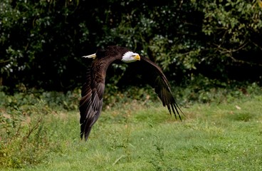 Bald Eagle, haliaeetus leucocephalus, Adult in Flight
