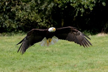 Bald Eagle, haliaeetus leucocephalus, Adult in Flight