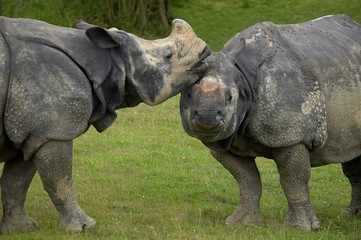 Naklejka premium Indian Rhinoceros, rhinoceros unicornis, Pair