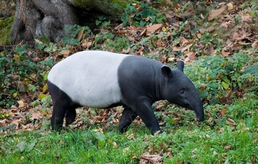 Malayan Tapir, tapirus indicus, Adult