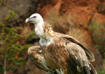 Close up of a griffon vulture