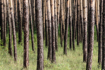 pine forest with black trunks at the base