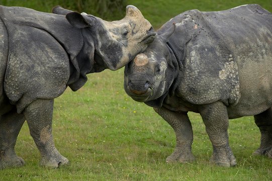 Indian Rhinoceros, rhinoceros unicornis, Pair