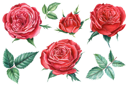 Set of roses and leaves, watercolor clipart, hand drawing, botanical illustration