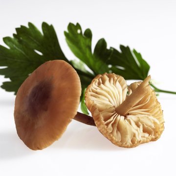 Fairy Ring Mushroom, marasmius oreades, Edible Mushrooms with Parsley