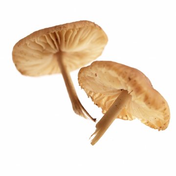 Fairy Ring Mushroom, marasmius oreades, Edible Mushrooms