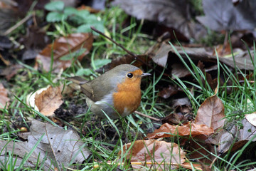 European robin  searching for food among autumn leaves