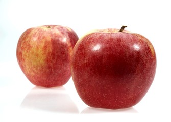 Royal Gala Apple, malus domestica