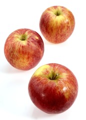 Royal Gala Apple, malus domestica