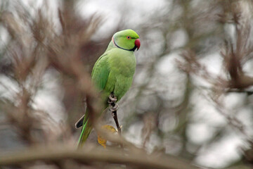 A male rose-ringed parakeet (Psittacula krameri)  sits on a branch in a winter garden