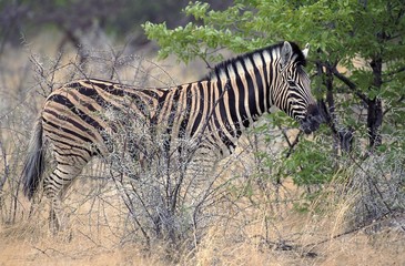 Fototapeta na wymiar Burchell's Zebra, equus burchelli, Masai Mara Park in Kenya