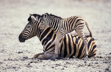 Fototapeta na wymiar Burchell's Zebra, equus burchelli, Mare with Foal, Serengeti Park in Tanzania