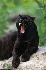 Black Panther, panthera pardus, Female Yawning