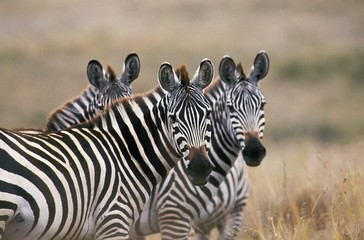Burchell's Zebra, equus burchelli, Masai Mara Park in Kenya