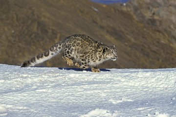Snow Leopard or Ounce, uncia uncia, Adult running on Snow
