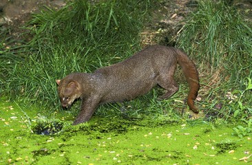 Jaguarundi, herpailurus yaguarondi, Adult fishing