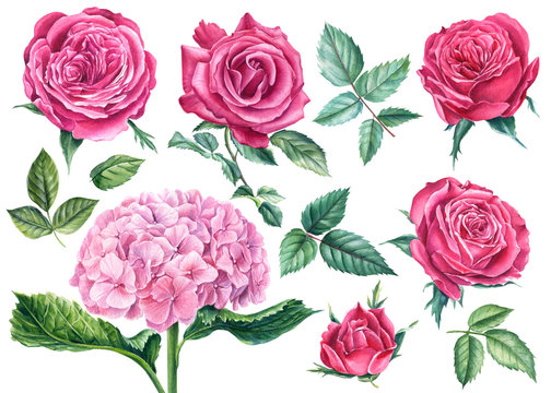 Set of roses, pink hydrangea, leaves, isolated white background, watercolor hand drawing, botanical illustration