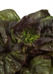 Obraz premium French Lettuce called Rougette, lactuca sativa, Salad against White Background