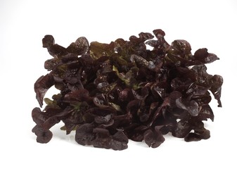 French Salad Called Corne de Cerf, lactuca sativa