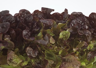 French Salad Called Corne de Cerf, lactuca sativa