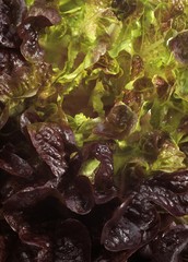 French Salad Called Corne de Cerf, lactuca sativa