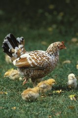 Hen and Chicks standing on Grass