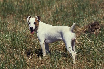 Jack Russell Terrier, Adult standing on Grass