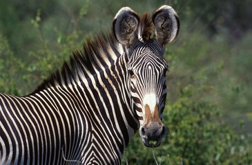 Fototapeta na wymiar Grevy's Zebra, equus grevyi, Head of Adult, Samburu Park in Kenya