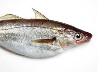 Whiting, merlangius merlangus, Fresh Fish against White Background