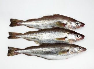 Whiting, merlangius merlangus, Fresh Fishes against White Background