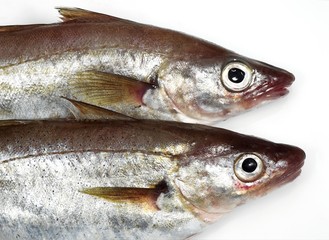 Whiting, merlangius merlangus, Fresh Fish against White Background