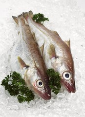 Whiting, merlangius merlangus, Fresh Fishes and Parsley on Ice