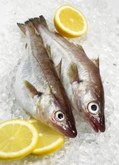 Whiting, merlangius merlangus, Fresh Fishes and Lemon on Ice
