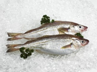 Whiting, merlangius merlangus, Fresh Fishes and Parsley on Ice