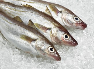 Whiting, merlangius merlangus, Fresh Fishes on Ice