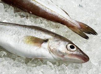 Whiting, merlangius merlangus, Fresh Fishes on Ice