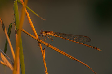 Winterlibelle