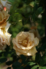 Tan Flower of Rose 'Butterscotch' in Full Bloom
