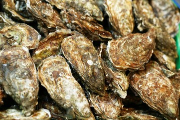 French Oyster called Fine de Claire, ostrea edulis