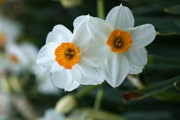 Poet's Narcissus, narcissus poeticus