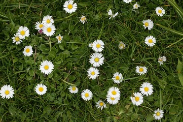 Daisies, bellis perennis © slowmotiongli